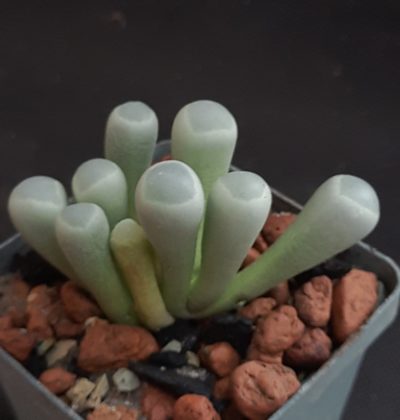 Fenestraria aurantiaca