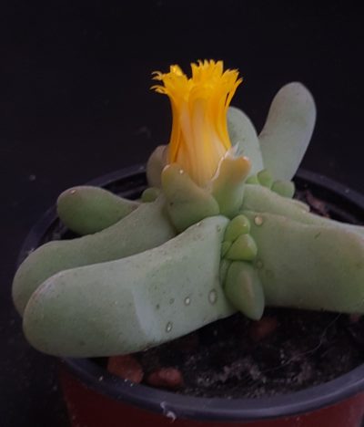Glottiphyllum oligocarpum