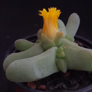 Glottiphyllum oligocarpum
