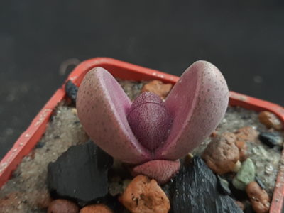 Pleiospilos nelii Royal Flush