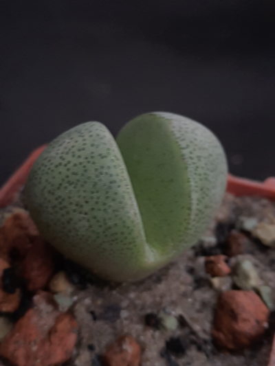 Pleiospilos nelii