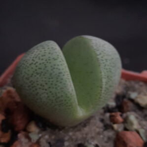 Pleiospilos nelii