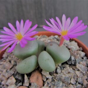 Conophytum minutum | 25