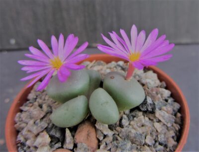 Conophytum minutum
