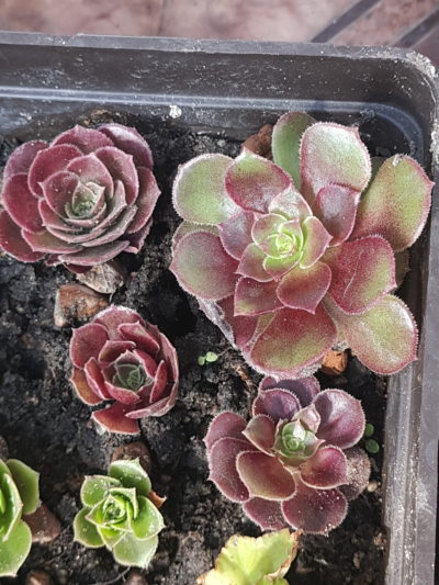 Aeonium velour - Зображення 2