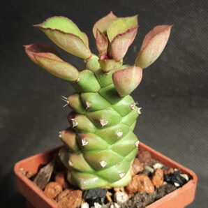 Monadenium ritchiei (obesum) | 82