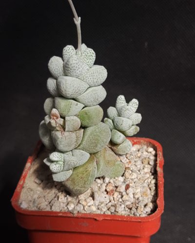 Crassula deceptor