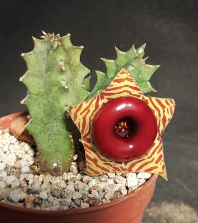 Huernia zebrina mini form
