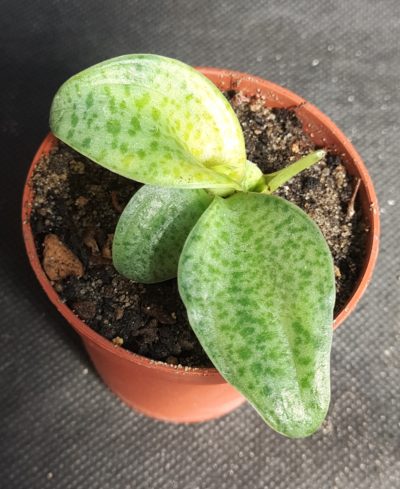 Drimiopsis kirkii variegata