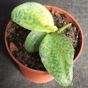 Drimiopsis kirkii variegata | 39