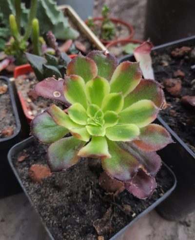 Aeonium Mardi Gras
