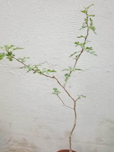 Pachycormus discolor