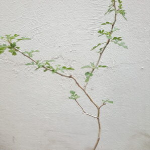 Pachycormus discolor | 91