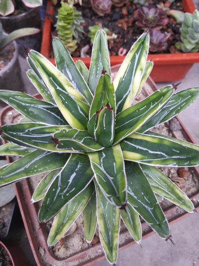 Agave victoria reginae minima var