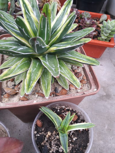 Agave victoria reginae minima var