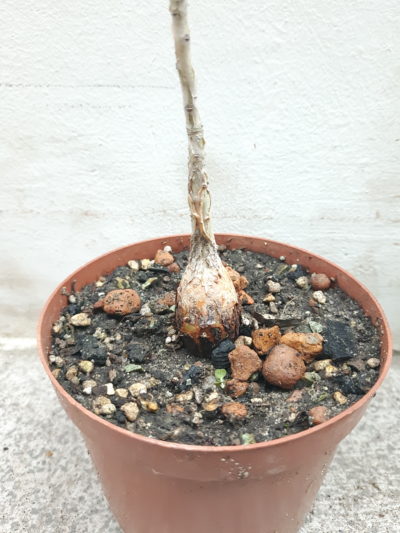 Pachycormus discolor - Зображення 2