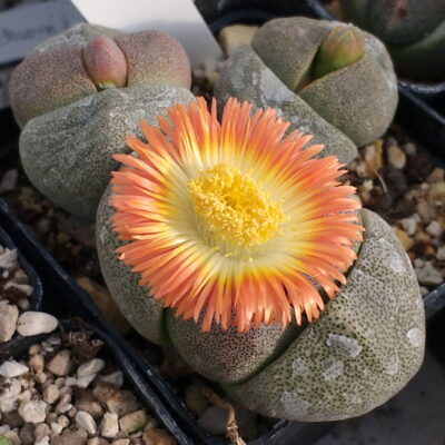 Pleiospilos nelii - Зображення 2