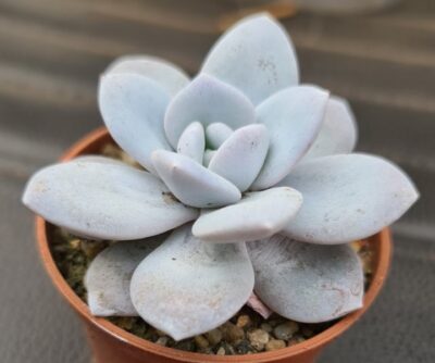 Echeveria "laui"