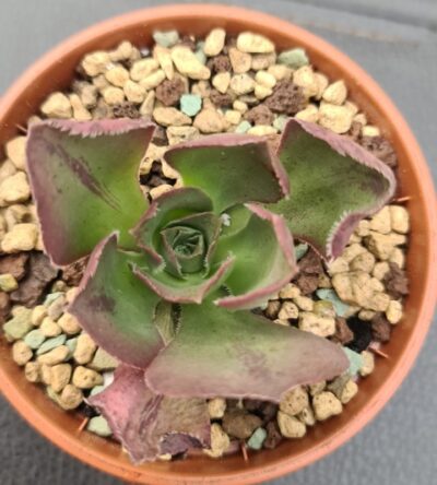 Aeonium "Marnier Lapostolle"(Roskov) - Зображення 2
