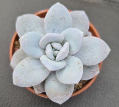 Echeveria "laui" - Зображення 2