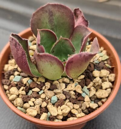 Aeonium "Marnier Lapostolle"(Roskov)
