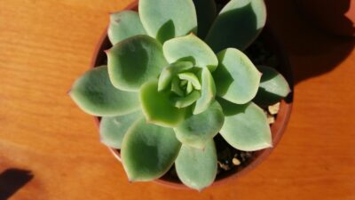 ECHEVERIA "Lemon and Lime"