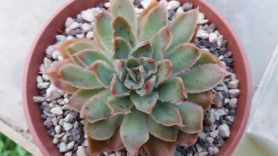 Echeveria agavoides "SANTA BARBARA" - Зображення 2