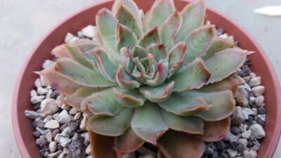 Echeveria agavoides "SANTA BARBARA"