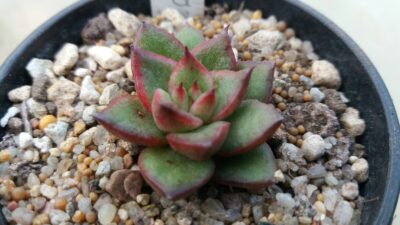 ECHEVERIA "AGAVOIDES SPANE" variegated
