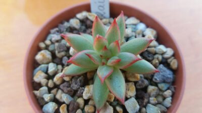 ECHEVERIA "RAIN STAR"
