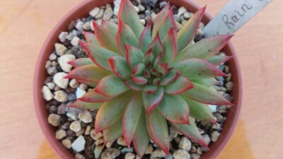 ECHEVERIA "RAIN STAR" - Зображення 2