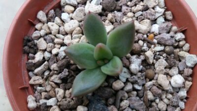 ECHEVERIA agavoides "PSYCHE" - Зображення 3