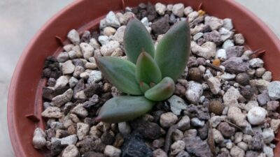 ECHEVERIA agavoides "PSYCHE" - Зображення 2