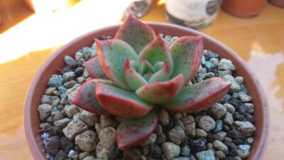 ECHEVERIA "HADES"