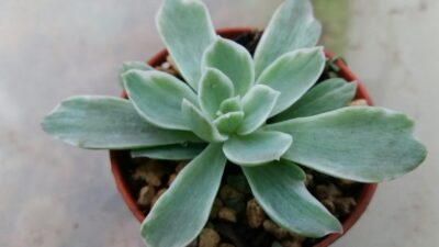 Echeveria "Lemon Rose" variegata