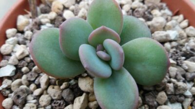 Echeveria "CREAM TEA"