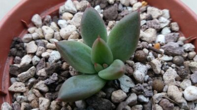 ECHEVERIA agavoides "PSYCHE"