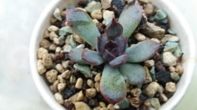 ECHEVERIA "BLACK ROSE"