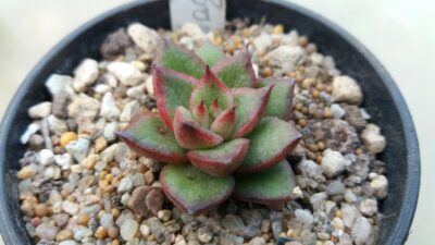 ECHEVERIA "AGAVOIDES SPANE" variegated - Зображення 2