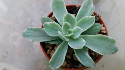 Echeveria "Lemon Rose" variegata - Зображення 2