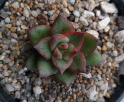 ECHEVERIA "AGAVOIDES SPANE" variegated - Зображення 3