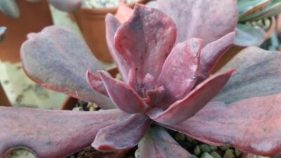 ECHEVERIA "Diamond state" variegata - Зображення 2