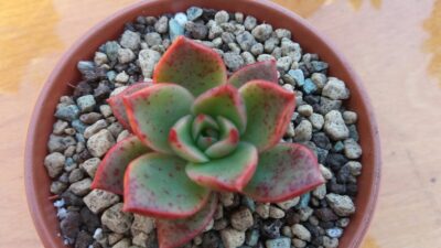 ECHEVERIA "HADES" - Зображення 2
