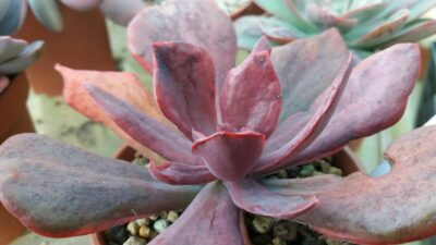 ECHEVERIA "Diamond state" variegata