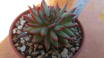 ECHEVERIA "RAIN STAR"