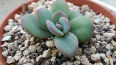 Echeveria "CREAM TEA" - Зображення 3