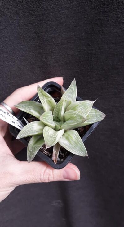 haworthia retusa milky way горшок 6,5см