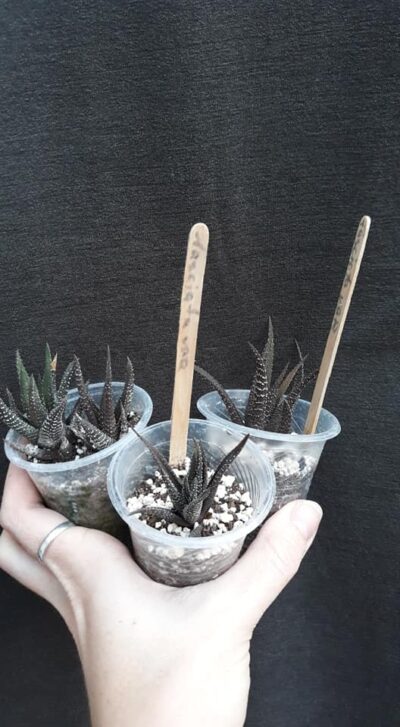 haworthia fasciata зеленушки от variegata