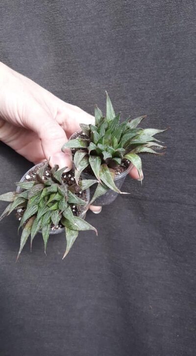 Haworthia emelyae var. multifolia без коренів