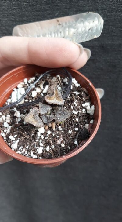 Haworthia pygmaea var. esterhuizenii GM320 х emelyae major